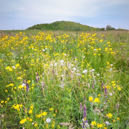 Yelanets steppe Nature Reserve
