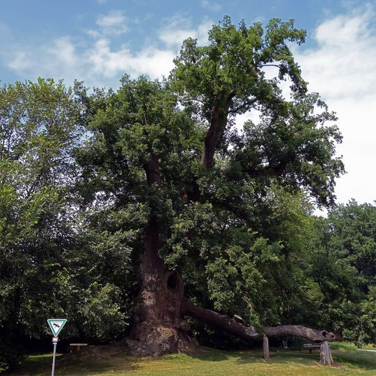Sankt-Wolfgangs-Eiche