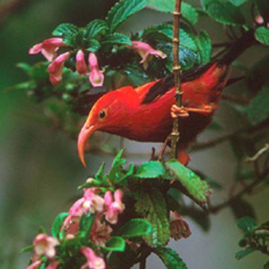 Hakalau Forest National Wildlife Refuge
