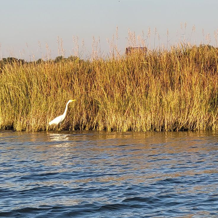 Refugio Nacional de Vida Silvestre Bayou Sauvage