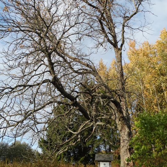 Paparčių kaštonas