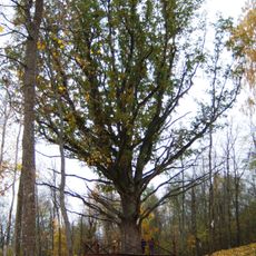 Žažumbrio ąžuolas