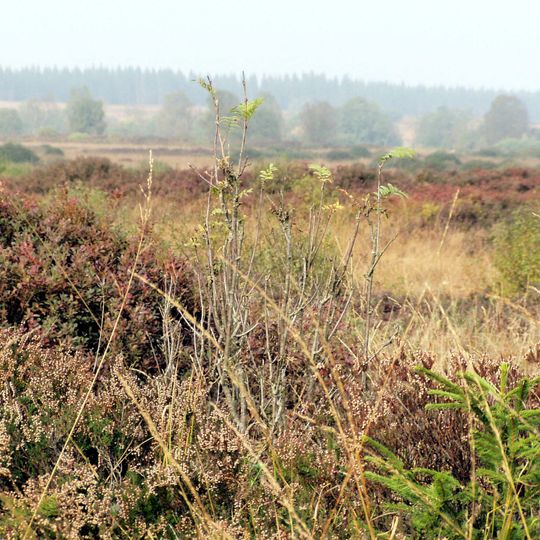 Vennhochfläche bei Mützenich