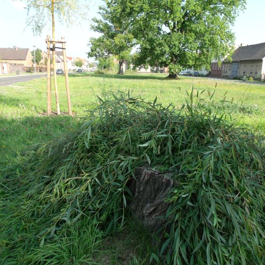 Naturdenkmal Weide-Trauerweide Schmellwitzer Straße,Nähe Hausnummer 50 in Schmellwitz