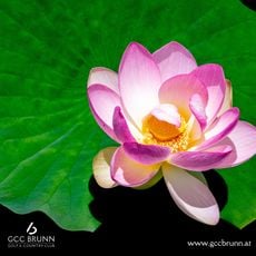 Golf & Country Club Brunn