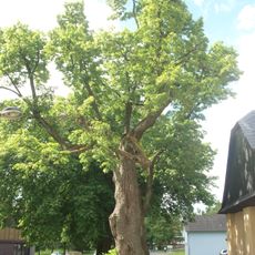 Lípa Komenského v Rýmařově