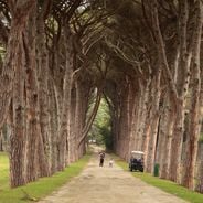 Túneles naturales de árboles y caminos arqueados