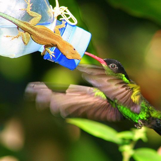 Rocklands Bird Sanctuary