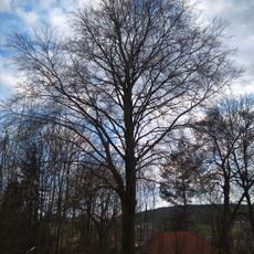 Buk lesní Ignaze Röslera