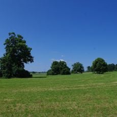 6 Linden auf ehemaliger Viehweide