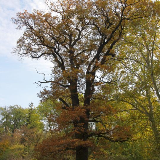 Památné stromy v Sokolnické oboře