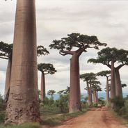 Fotografia in Madagascar: baobab, Tsingy, parchi nazionali