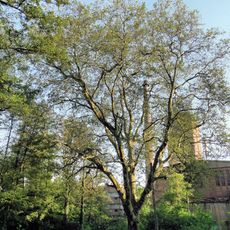 Zespół przyrodniczo-krajobrazowy "Park Leśny w Strudze"