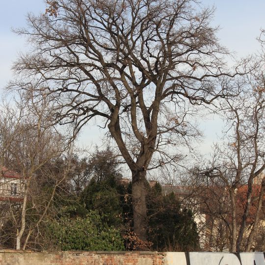 Dub letní v Bubenči