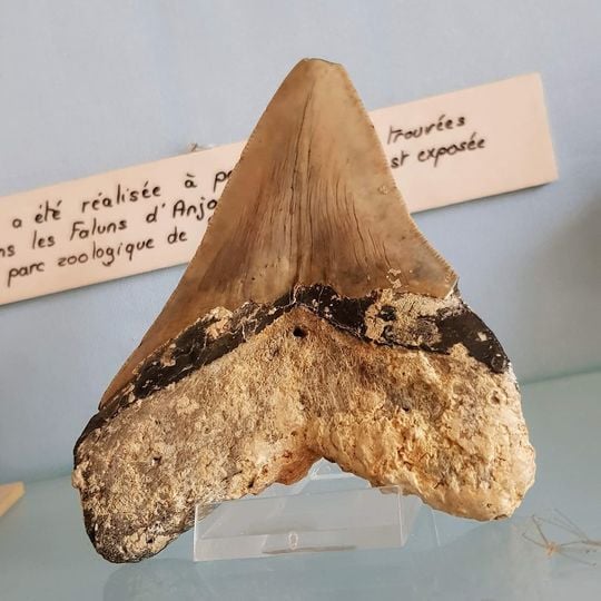 Musée du savignéen