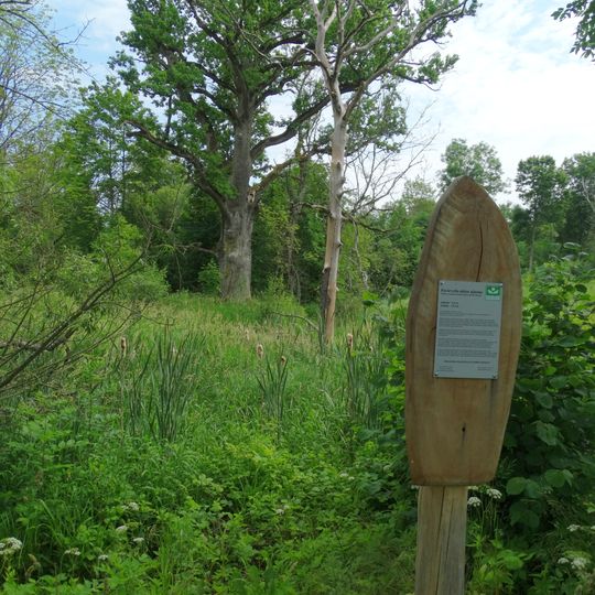 Pavirvyčio alėjos ąžuolas