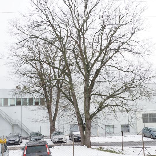 Trojice jilmů vazů