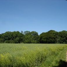Gosbeck Wood