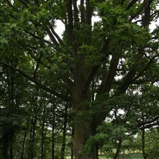 Dub u zámeckého statku