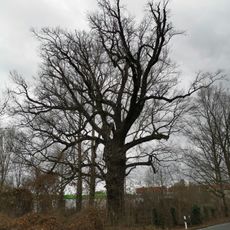 Stieleiche Autobahnauffahrt Groß Beuchow