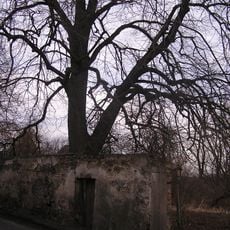 Lípa v Komařicích 1