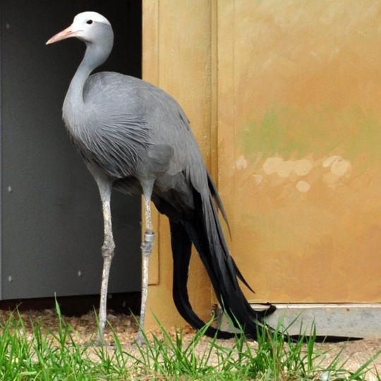 International Crane Foundation