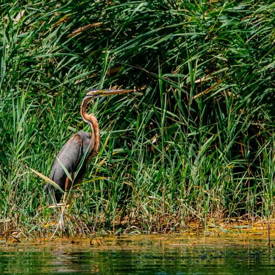 Riserva naturale Garzaia di Porta Chiossa