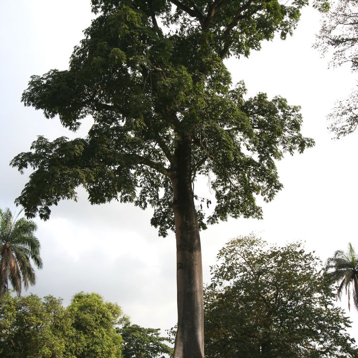 IITA Forest Reserve