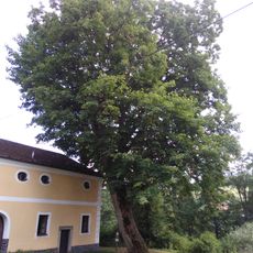 Javor klen ve Vříšti