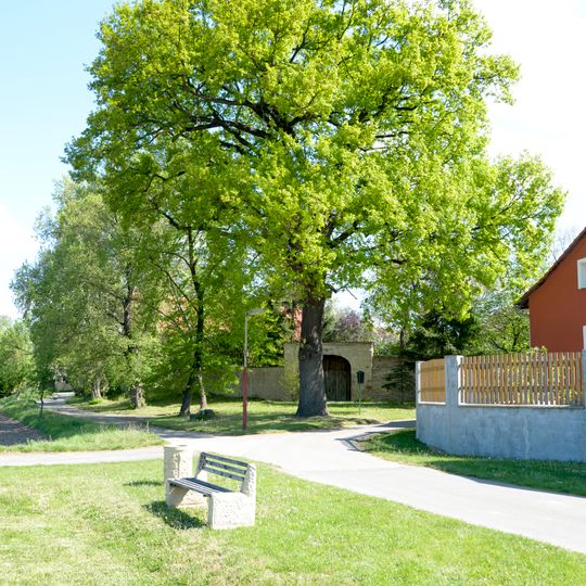 Quercus robur in Černěves