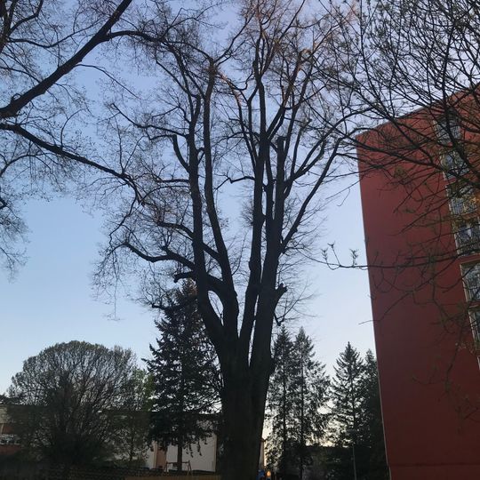 Lípa srdčitá při č.p. 114 v Humpolci