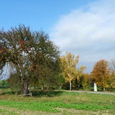 Hrušeň v Olšovicích