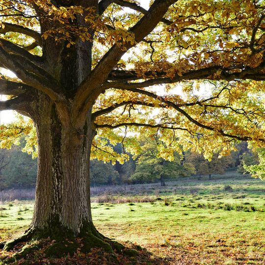 Altensittenbacher Anger