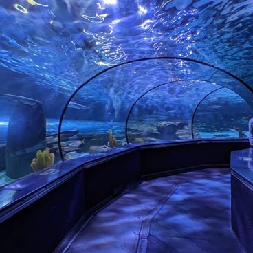 Sites to visit in Myrtle Beach: attractions, water parks, and aquariums