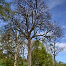 Jasan v Husově ulici