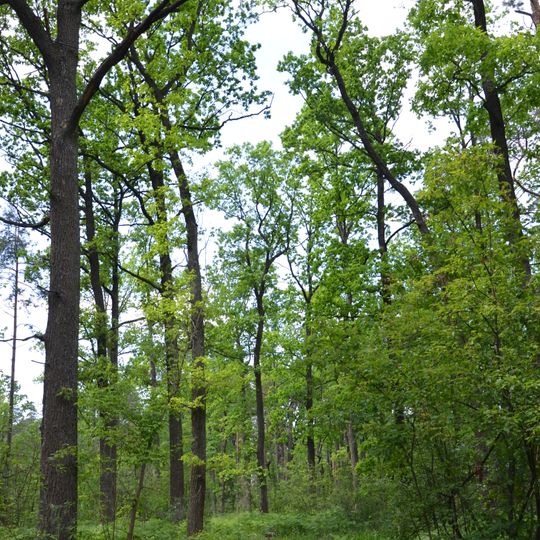 Сосново-дубові насадження