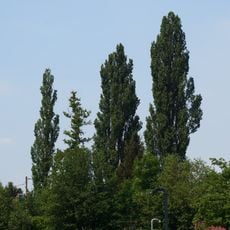 Fünf Pyramidenpappeln