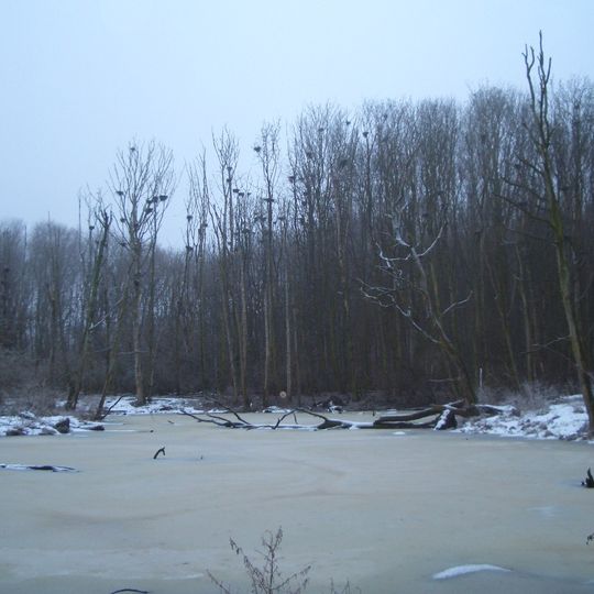 Kormorankolonie bei Niederhof