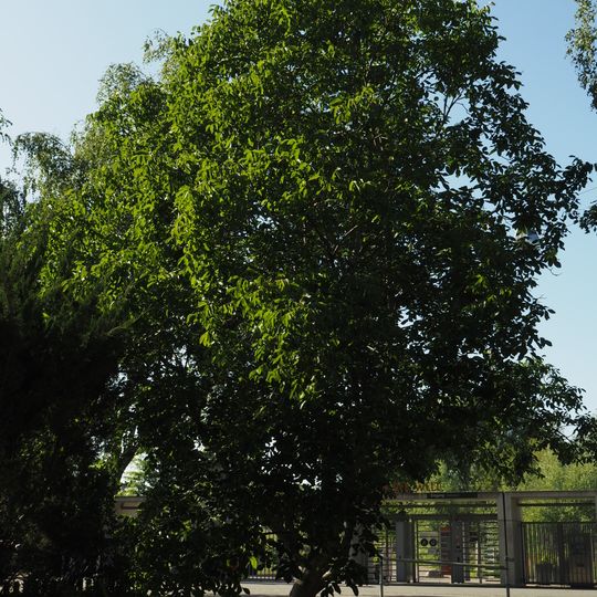 Walnuss Siegmarstraße 65