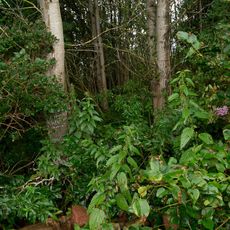 Evangelical cemetery in Stańczyki