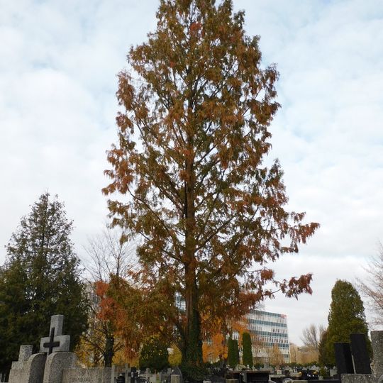 Metasekwoja Jadwigi i Romana Kobendzów w 45 rocznicę ustanowienia Kampinoskiego Parku Narodowego