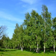 Lokalita břízy ojcovské u Volyně