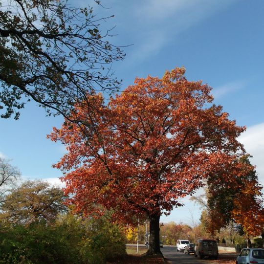 Naturdenkmal [[Eichen