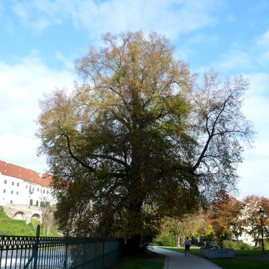 Krumlovská lípa