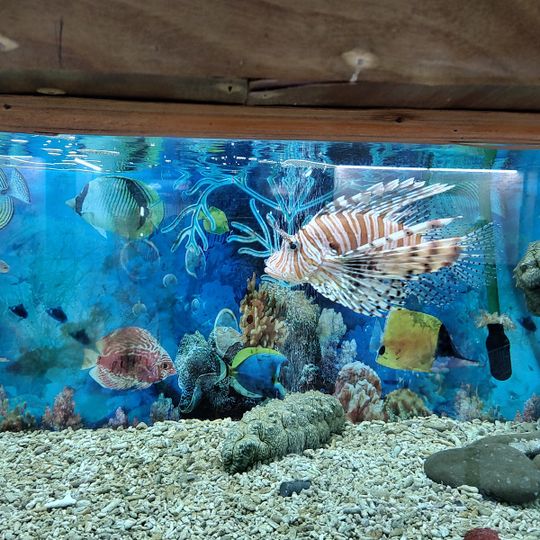 Aquarium