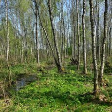 Rabinówka natural reserve