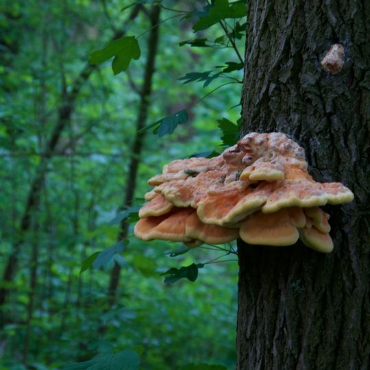 Sumpfgebiet im Ölbachtal