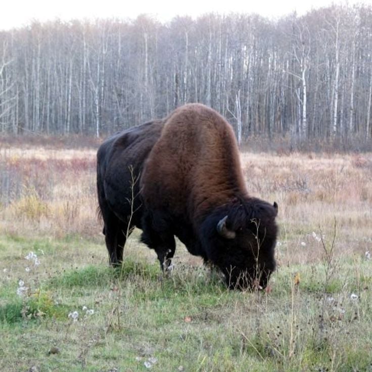 Elk Island National Park
