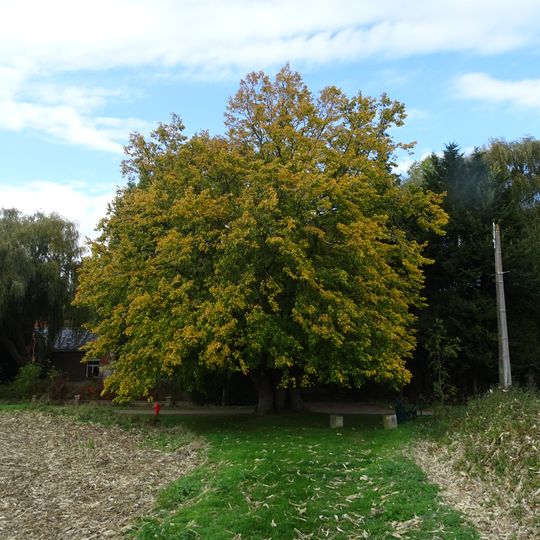Tilia of Joncquoy in Aubers