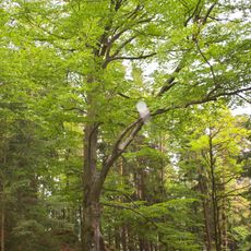 Bäume und Baumgruppen bei den Kreuzwegstationen